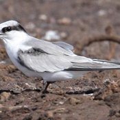 Common Tern